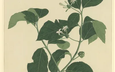 Botanical Study of Indian Mulberry (Morinda citrifolia) hd flowers wallpaper