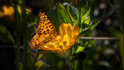 Butterfly yellow flower pollination 4k flowers wallpaper