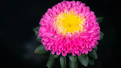 Close-up of a vibrant pink aster bloom with a yellow center and green leaves aga 4k flowers wallpaper