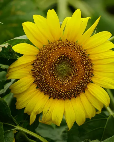 Close-up of a vibrant sunflower in full bloom surrounded by lush green leaves, r 4k flowers wallpaper