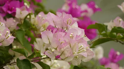 Close-up of colorful bougainvillea flowers in vibrant pinks and whites, capturin 4k flowers wallpaper