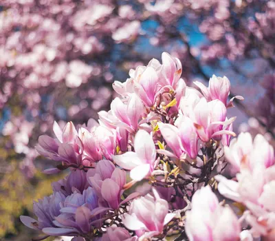 Close-up of vibrant magnolia blossoms in full bloom during spring. 4k flowers wallpaper