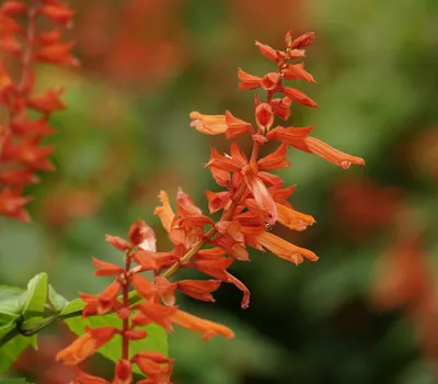 Close-up of vibrant scarlet sage flowers against lush green background. 4k flowers wallpaper