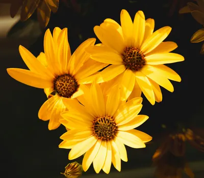 Close-up of vibrant yellow daisies in sunlight, showcasing their natural beauty. 4k flowers wallpaper