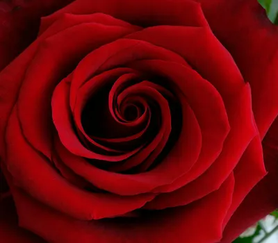 Close-up view of a red rose in full bloom, showcasing its intricate spiral of pe 4k flowers wallpaper