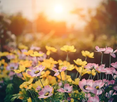 Cosmos flowers garden 4k flowers wallpaper