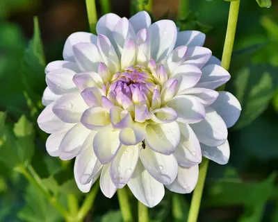 Dahlia dahlias bud flower 4k flowers wallpaper