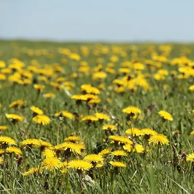 Dandelion flower wallpaper meadow 4k flowers wallpaper