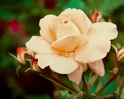 Elegant close-up of a peach-colored rose in full bloom surrounded by rosebuds. 4k flowers wallpaper