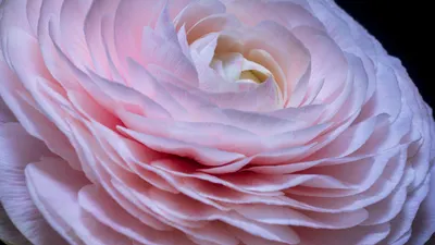 Flower botany bloom 4k flowers wallpaper