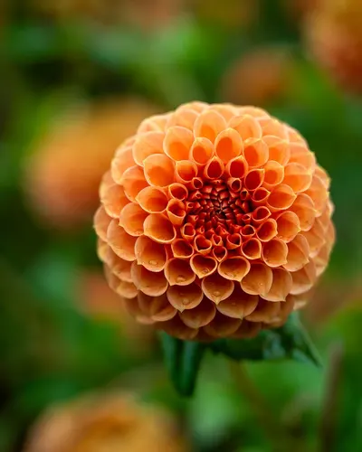 Flower dahlia bloom 4k flowers wallpaper