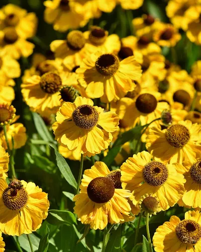 Flowers coneflowers garden 4k flowers wallpaper