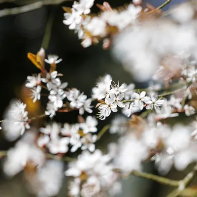 Flowers flower background plum blossoms 4k flowers wallpaper