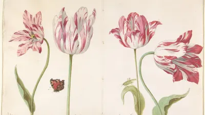 Four Tulips:  Boter man (Butter Man), Joncker (Nobleman), Grote geplumaceerde (T hd flowers wallpaper