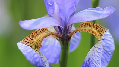 Iris flower plant 4k flowers wallpaper