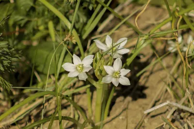 Justin field wildflower 4k flowers wallpaper