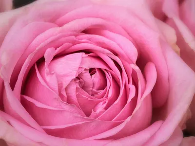 Nature flower pink 4k flowers wallpaper