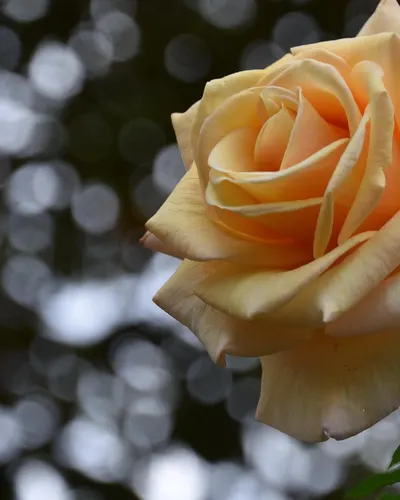 Peach rose rose peach flower 4k flowers wallpaper