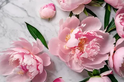Peony Flat Lay tablet flowers wallpaper