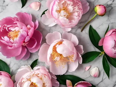 Peony Flat Lay tablet flowers wallpaper