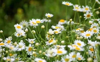 Plant field meadow 4k flowers wallpaper