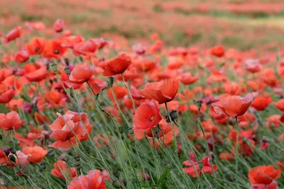 Poppies beautiful flowers flowers 4k flowers wallpaper
