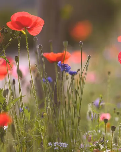 Poppies flower background flowers 4k flowers wallpaper