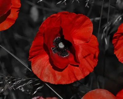 Poppy blossom bloom 4k flowers wallpaper