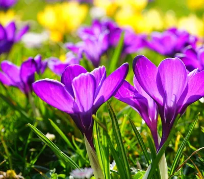 Purple flowers crocus 4k flowers wallpaper