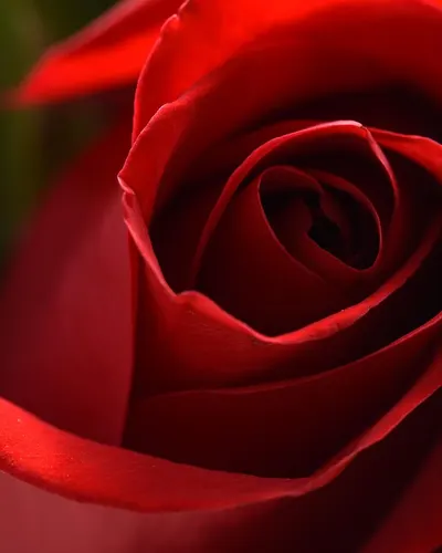 Red rose flower 4k flowers wallpaper