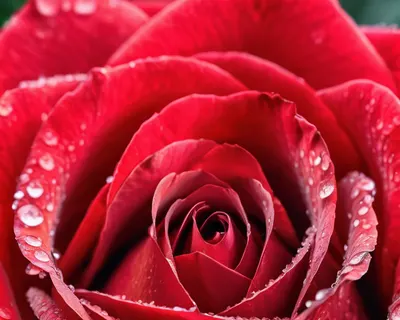 Red Rose Macro Dewdrops phone flowers wallpaper