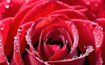 Red Rose Macro Dewdrops phone flowers wallpaper