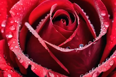 Red Rose Macro Dewdrops tablet flowers wallpaper