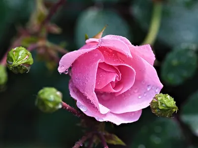 Rose beautiful flowers nature 4k flowers wallpaper