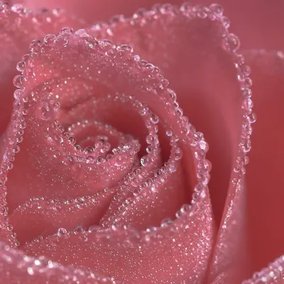 Rose flower wallpaper flower background 4k flowers wallpaper