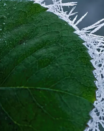 Rose leaf brina winter 4k flowers wallpaper