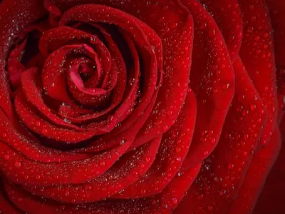 Rose mac wallpaper desktop backgrounds 4k flowers wallpaper