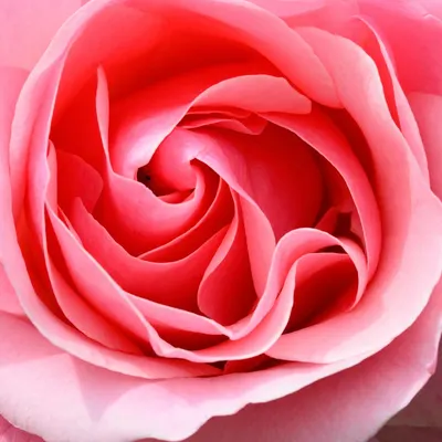 Rose pink beautiful flowers 4k flowers wallpaper