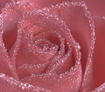 Rose pink rose flower 4k flowers wallpaper