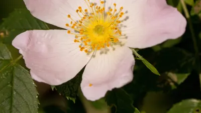 Rose pink single flower 4k flowers wallpaper