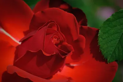 Rose red flower hd flowers wallpaper