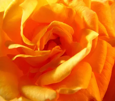 Rose rose flower yellow roses 4k flowers wallpaper