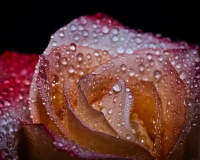 Rose rose petals blossoms 4k flowers wallpaper