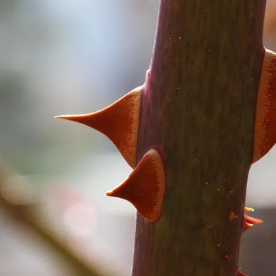 Rose rose tree rose city 4k flowers wallpaper