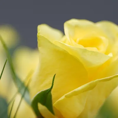 Rose yellow rose yellow flower 4k flowers wallpaper