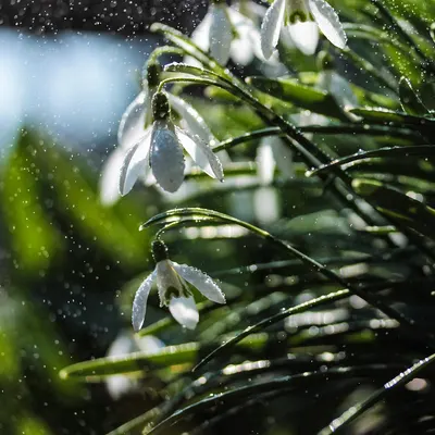 Snowdrops flowers garden 4k flowers wallpaper