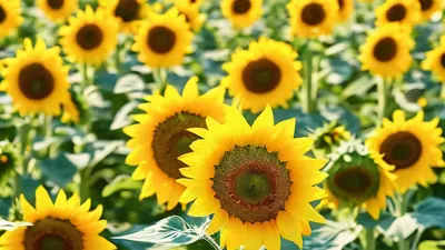 Sunflower Field Blue Sky phone flowers wallpaper