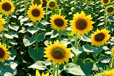 Sunflower Field Blue Sky tablet flowers wallpaper