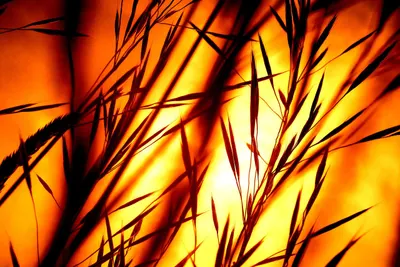 Sunset grass silhouette hd flowers wallpaper