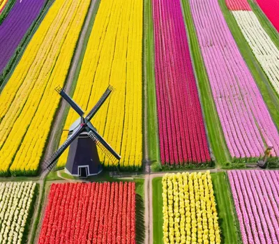 Tulip Garden Netherlands phone flowers wallpaper